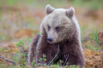 หมี, หมีสีน้ำตาล, ursus arctos, ชาย, เก่า, เหนื่อย, เลี้ยงลูกด้วยนม, ธรรมชาติ, สัตว์