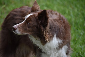 Hund, Border Collie, Eckzahn, Haustier, Tier, Haushund, Säugetier, Natur, Porträt