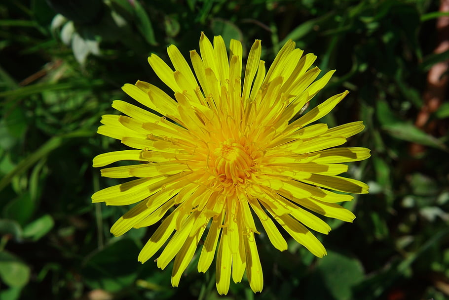 yellow Flower, close Up, petals, yellow Petals, bloom, blossom, flora, nature, single Flower, spring, spring Flower