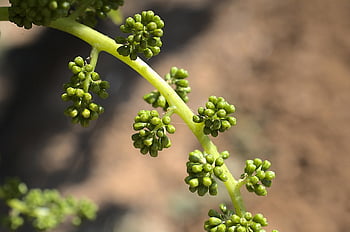 hrozny, květiny, ovoce, rostlina, jídlo, vinařství, zdravý, výživa, vitamíny, organický, Příroda