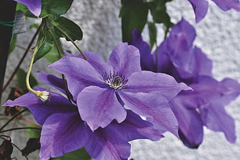 clematis, alam, tanaman pemanjat, latar belakang bunga, mekar, berkembang, wallpaper bunga, bunga, menanam, kelopak, taman