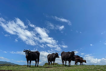 cows, japan, ranch, kumamoto, farm, cattle, livestock, farm Animals, nature