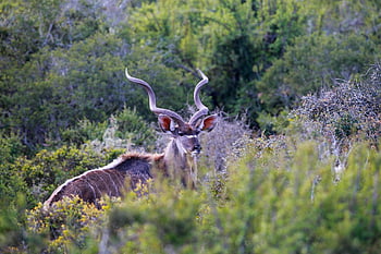 antilopa, kudu, rohy, savec, divoký, volně žijících živočichů, safari, Příroda