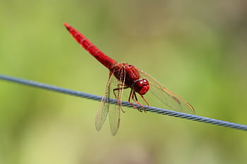 vážka, hmyz, Příroda, Šarlatová vážka, Scarlet Darter, zvíře, fauna, lano, detailní
