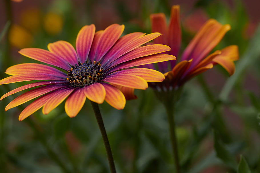 macro, flower, background, floral, close up, petals, colorful, daisy, plant, bloom, blossom