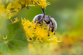 eurasian Bee Beetle, flower Wallpaper, bee, insect, pollinate, pollination, flower, winged Insect, wings, nature, beautiful Flowers