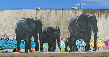 urban jungle, Christchurch, NZ, mural, elephants, Manchester Street, Owen Dippie, art, paintings