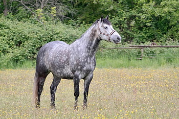 Apple plíseň, kůň, plíseň, zvíře, pastvina, jízda na koni, reiterhof, savec, paddock, spojka, louka koně