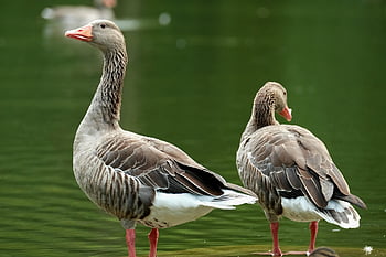 husa, greylag goose, ptáků, málo, jezero, vodní pták, peří, svět zvířat, ave, ornitologie, drůbež