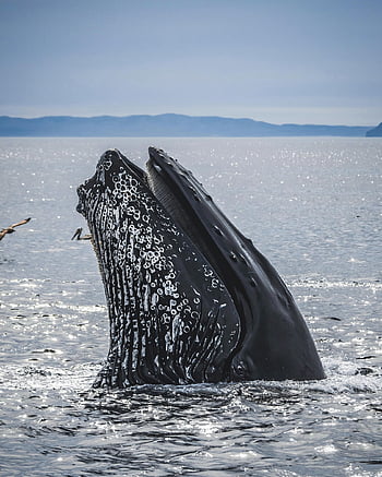 humpback Whale, whale, ocean, sea, marine Life, nature, animal, humpback