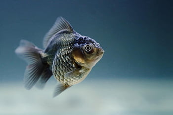 Fisch, Carassius, veiltail, Flossen, Waage, Wasser-, Natur, Kreatur, unter wasser, schwarz, Goldfisch