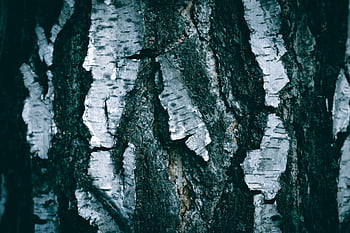 tree Bark, nature, tree, bark, birch, close Up, old Tree, pattern, rough, texture, wood