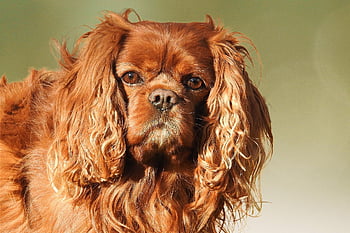 dog, pet, cavalier King Charles Spaniel, fur, animal, domestic Animal, portrait