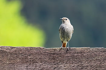 redtail, common Redstart, bird, bird Watching, sitting, animal, feathers, plumage, beak, invoice, ornithology