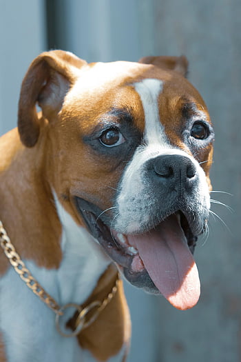 boxer, dog, nature, pet, canine, outdoors, iran, animal, mashhad, razavi Khorasan Province, mostafa Meraji