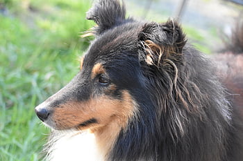 dog, wore Dog Shetland Sheepdog, color Tri-color, animal, dog Pure Breed, dog Me Love, herding Dog