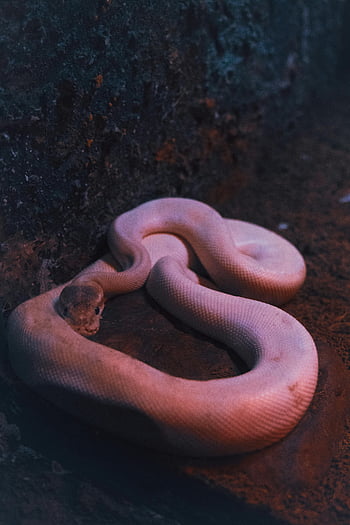 Serpente rosa, pitone albino, serpente a spirale, superficie rocciosa strutturata, scarsa luce naturale, Snake ravvicinato, pitone rosa, Python arrotolato, fotografia di serpente, Fotografia di rettile, serpente arrotolato