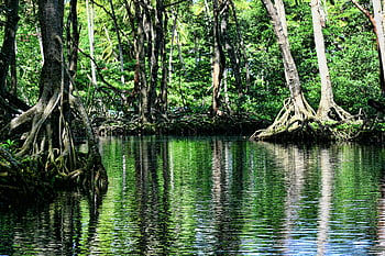 mangrove trees, calm water, serene landscape, lush forest, tree reflections, green trees, body of water, natural scenery, tranquil environment, forest waters, mangrove roots