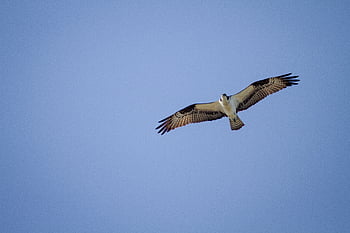 bird, flying, animal, feather, nature, wildlife, wing, flight, fly, isolated, freedom