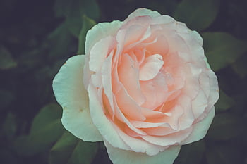 fiori, germoglio, rosa, giardino, tenerezza, raffinatezza, eleganza, petali, fiore, Rose, fioritura