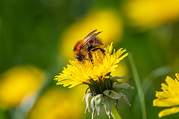insect, bumblebee, pollen, pollination, dandelion, macro, biotope, wing, flying, sting, honey