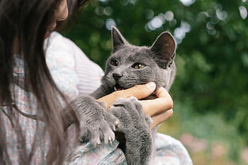 gray cat, playing, girl's hand, cute, outdoors, playful pet interactions, woman's hand, playful biting, pet interaction, outdoor pet, cute gray cat