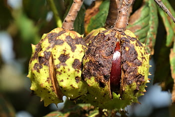 κάστανα αλόγου, φρούτα, δέντρο, καστανιάς, conker tree, Ευρωπαϊκό ιπποκάστανο, άγριο κάστανο, φύση, φθινόπωρο