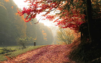 Fall Forest Pathway, farverige ahorn blade, naturskøn skov, rødbladet træ, grønt græs, efteråret landskab, skov sti, falde farver, naturlandskab, udendørs sceneri, Efterår