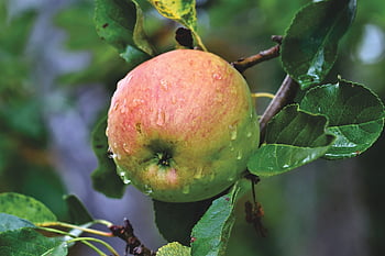 jabłoń, jabłko, kernobst gewaechs, owoc, drzewo owocowe, Oddział, drzewo, zdrowy, Natura, jedzenie
