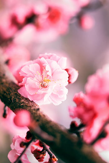 pink cherry blossoms, blooming flowers, spring beauty, vibrant pink, bare branches, cherry blossom branch, floral photography, nature photography, spring flowers, pink flowers, cherry blossoms