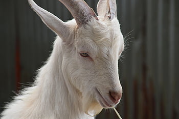 goat, animal, mammal, horns, nanny-goat, domestic Goat, farm, livestock, nature, portrait, animal Farm