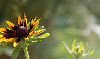 květ, coneflower, Příroda, flóra, hd tapetu, okvětní lístky, tapeta na zeď, Schöne Nature, mobilní tapety, Schöne Blumen, hintergrundbild