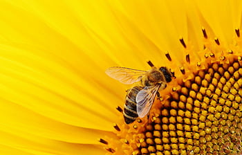 honey bee, sunflower, collecting nectar, close-up view, bright sunflower, bee on sunflower, nature photography, pollination, yellow flower, insect, macro photography