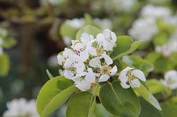 pear Tree In Bloom, pear Tree, fruit Tree, pear, flowering