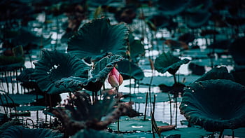 succulent, plant, growth, botany, houseplant, foliage, lotus, nature, flow, water