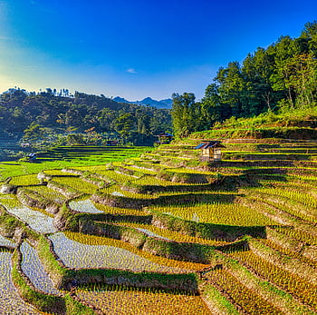 riprese aeree, piantagioni di riso, pendio, terrazze di riso lussureggianti, West Java, Indonesia, tramonto vibrante, vista aerea, campi terrazzati, paesaggio agricolo, bellezza naturale