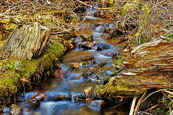 water stream, creeks, woodland stream, flowing water, stones, moss, fallen logs, serene nature, forest creek, natural landscape, outdoor scenery