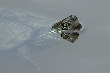 skildpadde, krybdyr, dyr, Dam, hoved, svømme, dyreliv, natur, tæt på