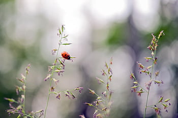 ladybug, beetle, lucky Charm, red, insect, dotted, blade Of Grass, grass, macro, happiness, garden