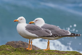 camar berkaki kuning, larus michahellis, burung, eropa, san cristobal, las palmas, gran canaria, Spanyol, canon 70d, Canon EF 100-400 F4.5-5.6 L USM IS, camar