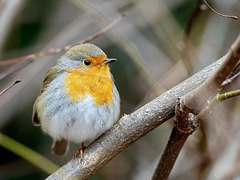 vogel, Europese Robin, roodborstje, neergestreken, tak, veren, gevederte, bek, Bill, vogels kijken, vogelkunde