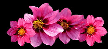 jiřiny, květy, zahradní dahlia, pozdní léto, podzim, šperky dahlia, flóra, Červené, květ dahlia