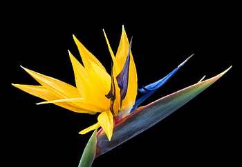 caudata،  زهرة،  طائر الجنة زهرة،  strelitzia،  بساتين الفاكهة strelitzia،  غريب،  خلفية زهرة،  متعدد الألوان،  الأصفر،  أزهار جميلة،  زهر
