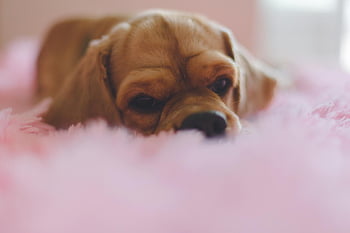 short-coated tan puppy, closeup photography, adorable young dog, pink blanket, peaceful moment, resting puppy, soft blanket, cute puppy, young puppy, pet photography, animal photography