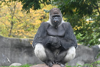 gorila, primát, opice, Bokito, savec, zoo, silverback, blijdorp