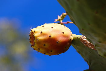 pichlavý hruška, kaktus, ovoce, pichlavý, opuntia, kaktus skleníkových, ovoce kaktusu, Příroda, rostlina, jedlý, podnět