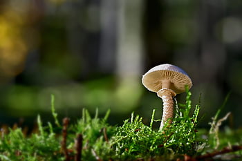 mushroom, disc Fungus, plant, moss, fungal Science, forest, wild, nature