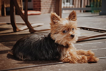 yorkie, puppy, dog, yorkshire Terrier, pet, animal, young Dog, nature, domestic Dog, purebred, canine