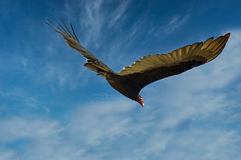 uruburu, bird, raptor, latin America, venezuela, nature, tropical, feathers, blue Sky, wings, flight