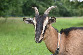 goat, mammal, animal, ruminant, herbivorous, nature, farm Animal, livestock